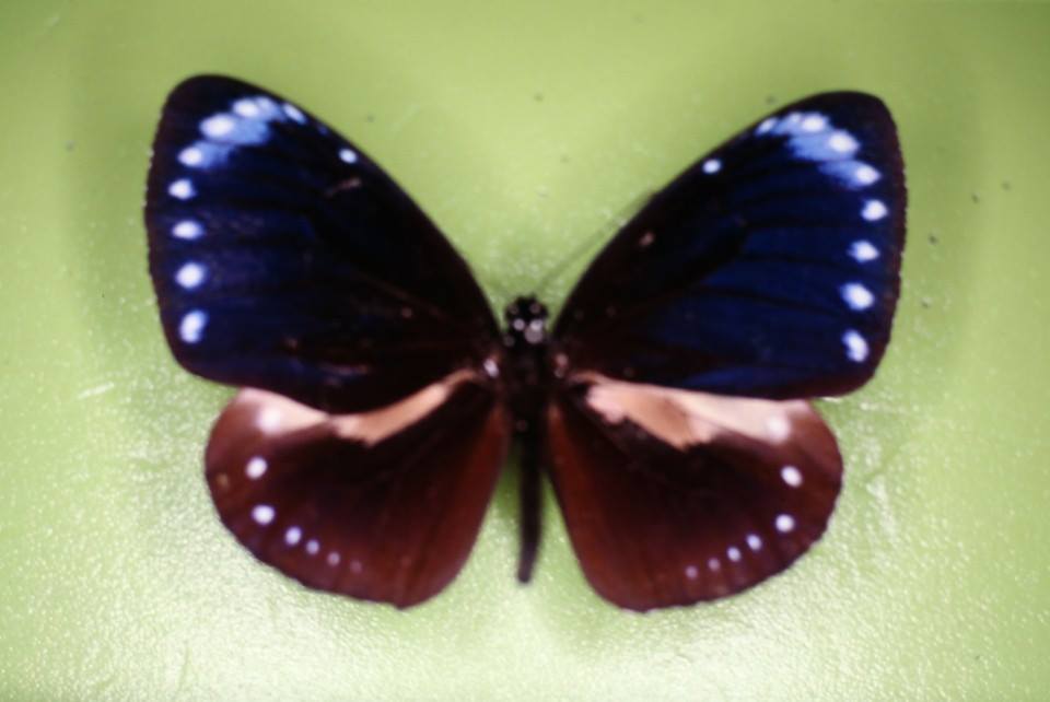 Euploea tulliolus koxinga (gynandromorph) Internet Image property of respective owner, non-commercial use only